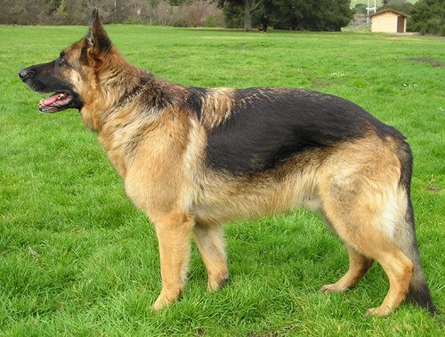 Spanish Word of the Day: Perro