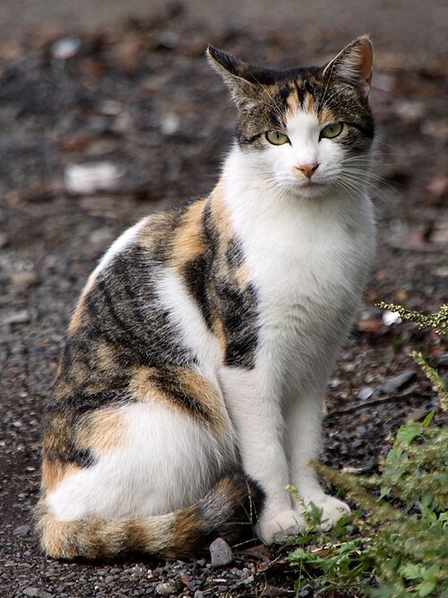 Spanish Word of the Day: Gato